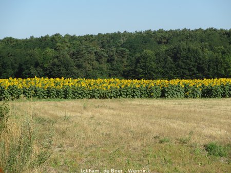 07-15 De burcht in Chinon